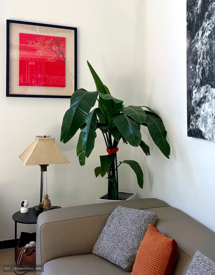 Artist JiaYuanhua, Artist Yuan hua Jia, Artist Yuanhua Jia, JiaYuanhua artworks, China contemporary art, original artworks, original paintings, oil paintings, acrylic paintings, pandas artworks